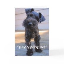 Miniature Schnauzer Valentine's Day Card