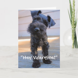 Cartes Pour Fêtes Annuelles Miniature Schnauzer Valentine's Day Card