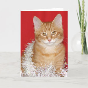 Cartes Pour Fêtes Annuelles Minou de Noël