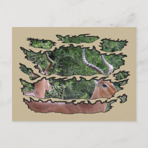 Cartes Pour Fêtes Annuelles Miroir Impala de la faune arrachée