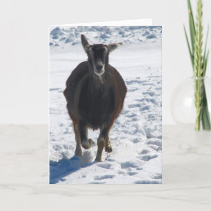 Cartes Pour Fêtes Annuelles Misha S'Est Amusée À Noël De Neige