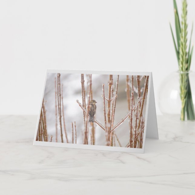 Cartes Pour Fêtes Annuelles Moineau animal d'oiseau de Noël sur une branche (Devant)