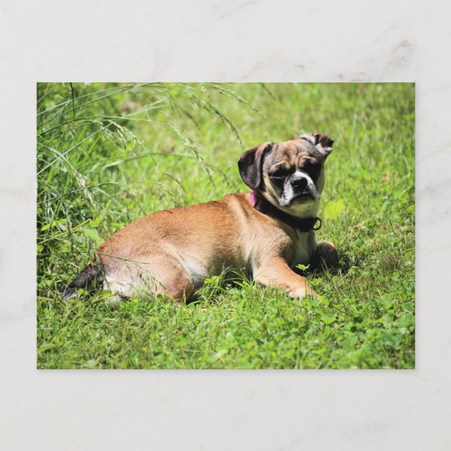 Cartes Pour Fêtes Annuelles Molly (Devant)