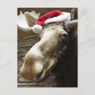 Cartes Pour Fêtes Annuelles Moose de Noël