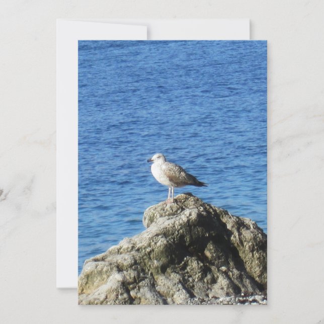 Cartes Pour Fêtes Annuelles Mouette (Devant)