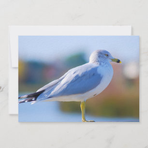 Cartes Pour Fêtes Annuelles Mouette