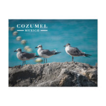 Mouettes de Cozumel au Mexique sur un Rocher