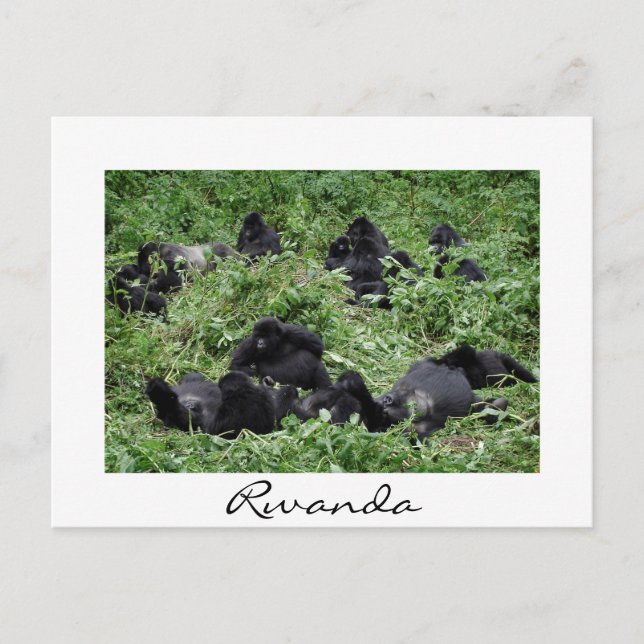 Cartes Pour Fêtes Annuelles Mountain gorilla groupe frontière blanche (Devant)