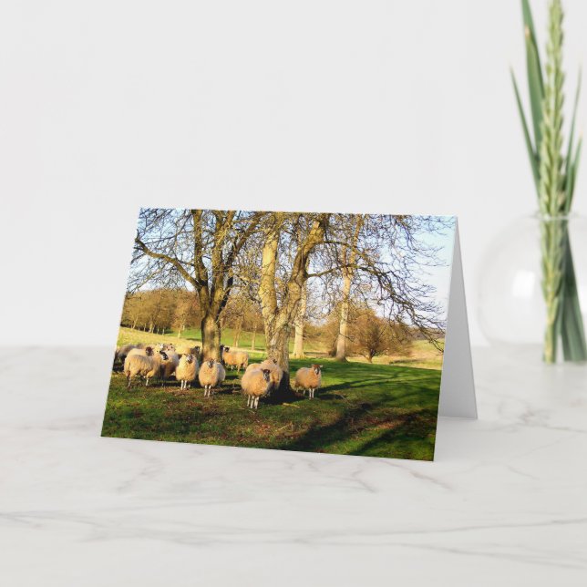 Cartes Pour Fêtes Annuelles Moutons à Pâques à Somerset (Devant)