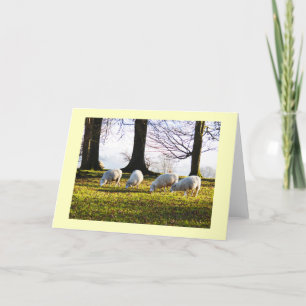 Cartes Pour Fêtes Annuelles Moutons au soleil d'hiver