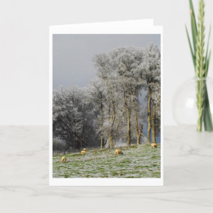 Cartes Pour Fêtes Annuelles Moutons sur une colline gelée