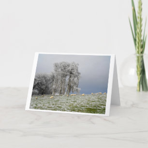 Cartes Pour Fêtes Annuelles Moutons sur une colline gelée