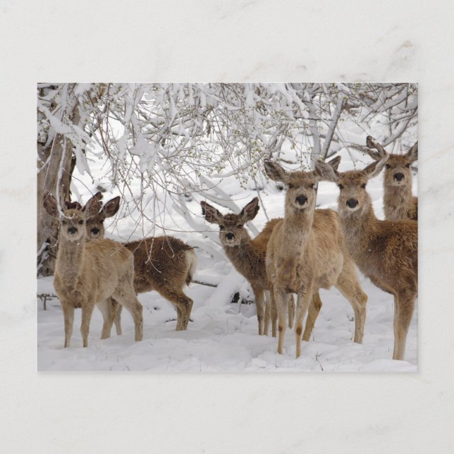 Cartes Pour Fêtes Annuelles Mule Deer dans la neige (Devant)