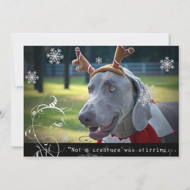 Cartes Pour Fêtes Annuelles Nation Weimaraner : "Pas une créature ne remuait.. (Devant)