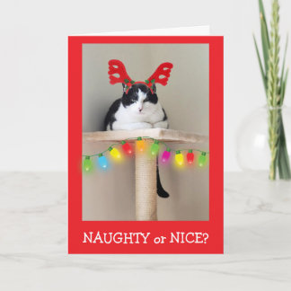 Cartes Pour Fêtes Annuelles Naughty or Nice Funny Cat Christmas