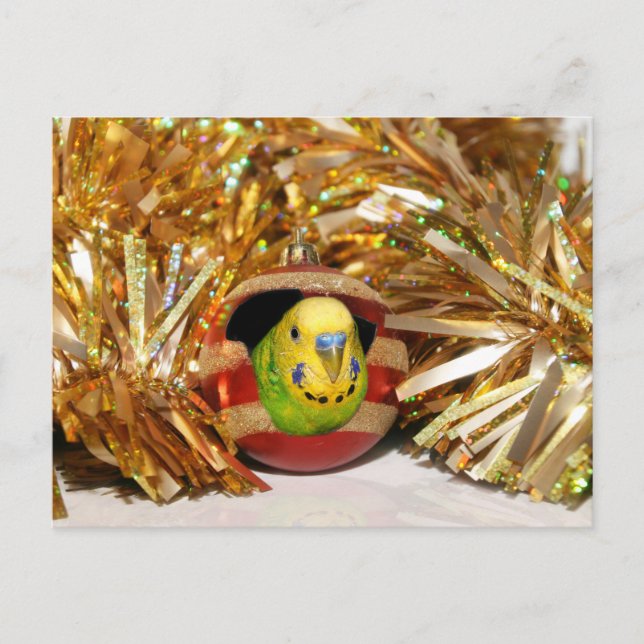 Cartes Pour Fêtes Annuelles Naughty parakeet Noël (Devant)