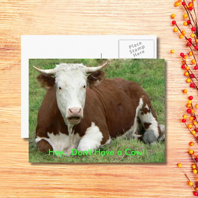 Cartes Pour Fêtes Annuelles Ne pas avoir de vache avoir l'action de grâce aux  (Give 'Em the Bird For Thanksgiving Holiday Postcard)