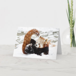 Cartes Pour Fêtes Annuelles Neige Panda Rouge