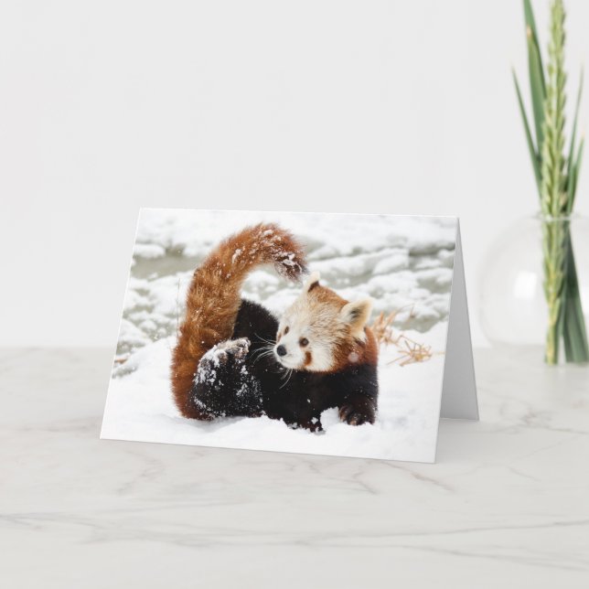 Cartes Pour Fêtes Annuelles Neige Panda Rouge (Devant)