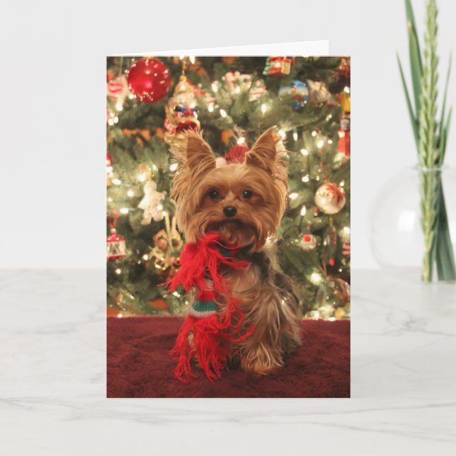 Cartes Pour Fêtes Annuelles Noël 2 de Yorkie (Devant)