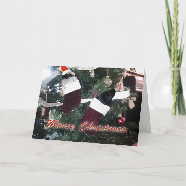 Cartes Pour Fêtes Annuelles Noël aux cochons de Guinée (Devant)