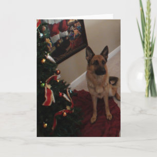 Cartes Pour Fêtes Annuelles Noël berger allemand