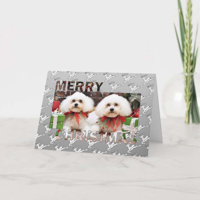 Cartes Pour Fêtes Annuelles Noël - Bichon Frise - Harry et Hermie (Devant)
