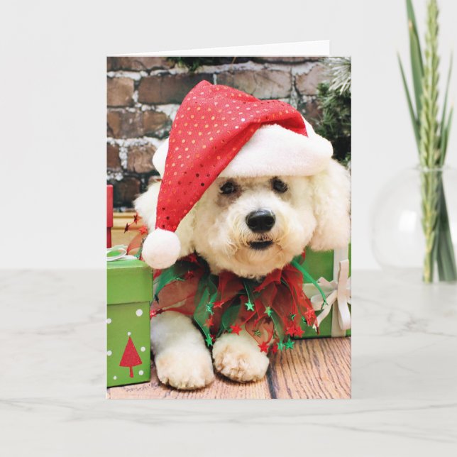 Cartes Pour Fêtes Annuelles Noël - Bichon Frise - marguerite (Devant)