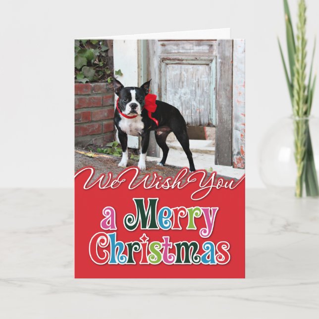 Cartes Pour Fêtes Annuelles Noël - Boston Terrier - Miles (Devant)