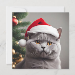Cartes Pour Fêtes Annuelles Noël British Shorthair