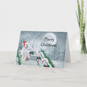 Cartes Pour Fêtes Annuelles Noël Caniche Blanc