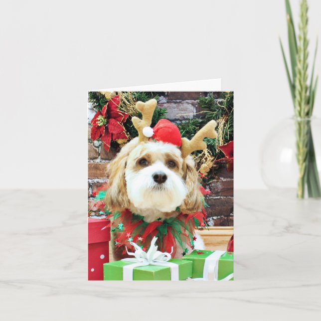 Cartes Pour Fêtes Annuelles Noël - Cavachon - maximum (Devant)