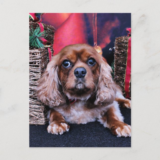 Cartes Pour Fêtes Annuelles Noël - Cavalier - Cooper (Devant)