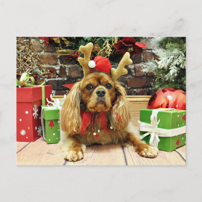 Cartes Pour Fêtes Annuelles Noël - Cavalier King Charles Spaniel - Meyers (Devant)