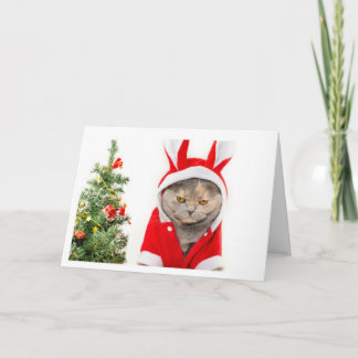 Cartes Pour Fêtes Annuelles Noël - Chat