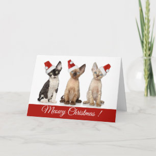 Cartes Pour Fêtes Annuelles Noël Chatons de Noël de Meowy