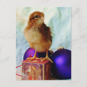 Cartes Pour Fêtes Annuelles Noël Chick 2