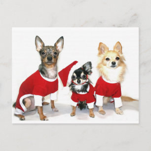 Cartes Pour Fêtes Annuelles Noël Chihuahuas