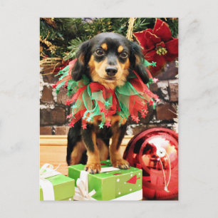 Cartes Pour Fêtes Annuelles Noël - Chiweenie - Titus