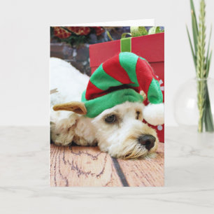 Cartes Pour Fêtes Annuelles Noël - Cockapoo - KC