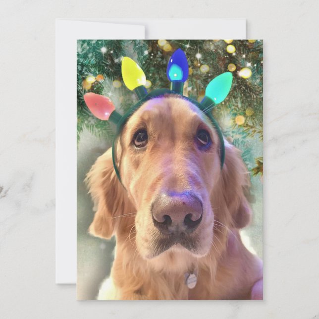 Cartes Pour Fêtes Annuelles Noël de Bah Humbug de Nova - Golden Retriever - (Devant)