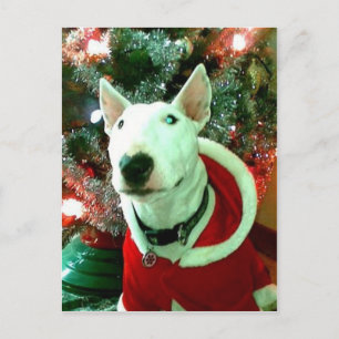 Cartes Pour Fêtes Annuelles noël de bull terrier