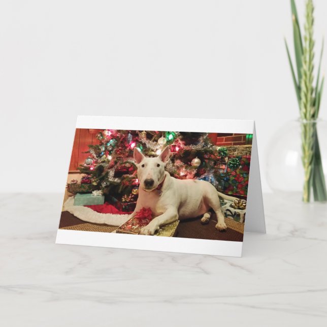 Cartes Pour Fêtes Annuelles noël de bull terrier (Devant)