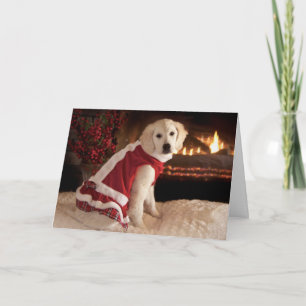 Cartes Pour Fêtes Annuelles Noël de chiot de golden retriever et nouvelles