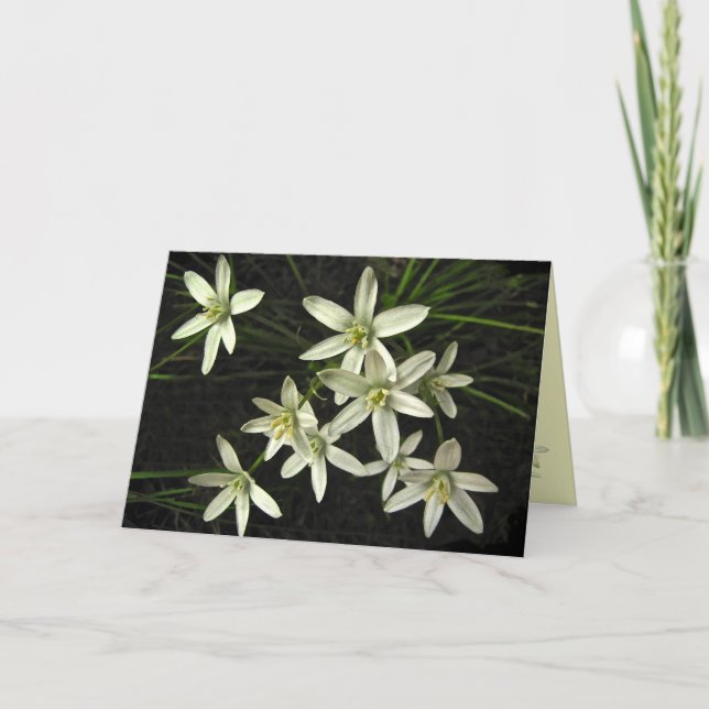 Cartes Pour Fêtes Annuelles Noël de la star de Bethléem (Devant)