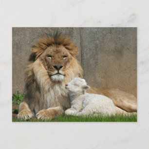 Cartes Pour Fêtes Annuelles Noël de lion et d'agneau