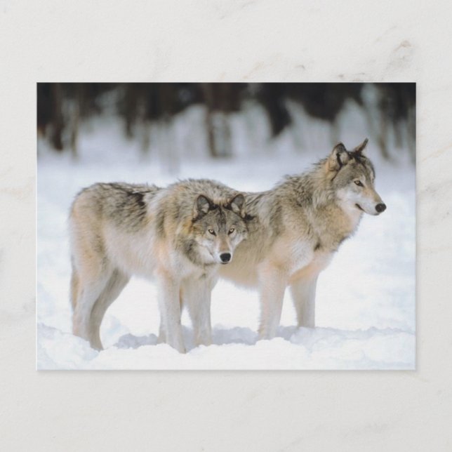 Cartes Pour Fêtes Annuelles Noël de Noël des loups d'hiver (Devant)