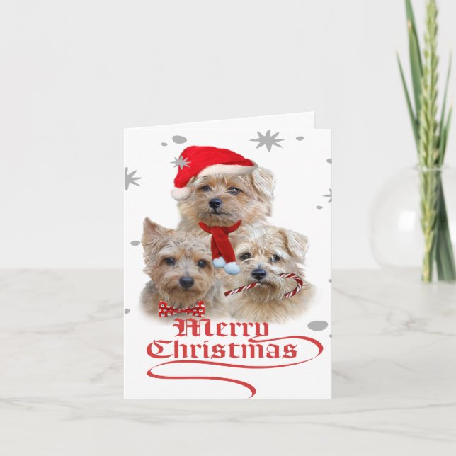 Cartes Pour Fêtes Annuelles Noël de Norwich Terrier (Devant)