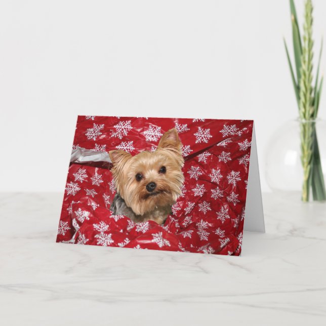 Cartes Pour Fêtes Annuelles Noël de Yorkie (Devant)