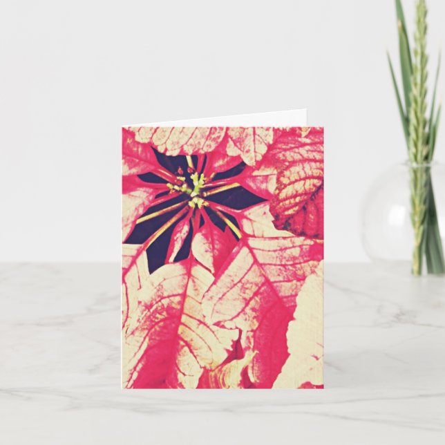 Cartes Pour Fêtes Annuelles Noël des fleurs de Poinsettia (Devant)